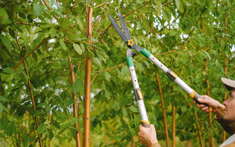 Tree trimming in Nanuet, NY